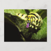 ショルバー ポストカード (正面)