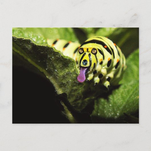 ショルバー ポストカード (正面)