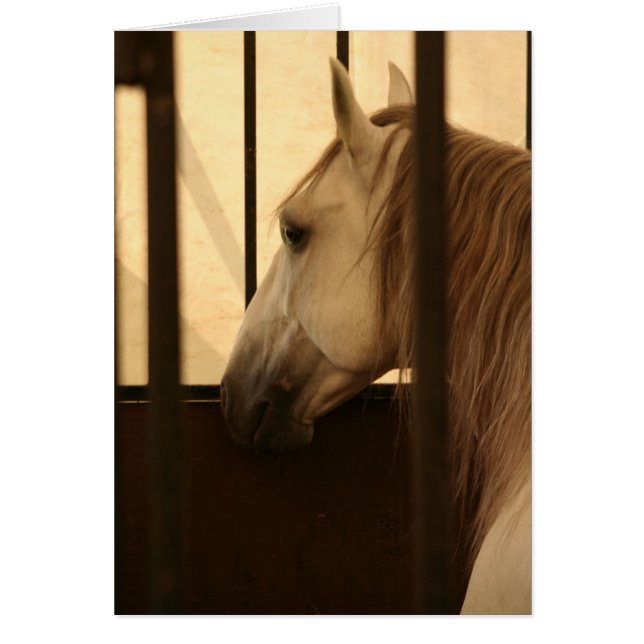 ショーの後のLipizzan (正面)
