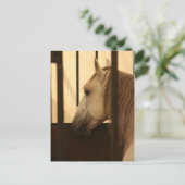 ショーの後のLipizzan ポストカード (スタンド正面)