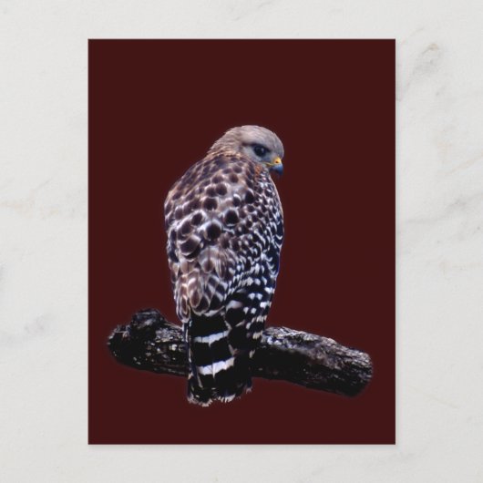 ショートテール・タカ ポストカード (正面)