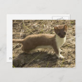 ショートテール・ワイゼル ポストカード (正面/裏面)