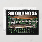 ショートノーズスタージオンスクートポストカード ポストカード (正面/裏面)