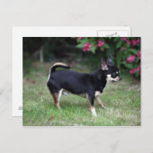 ショートヘアチワホアスタンディング ポストカード (正面/裏面)