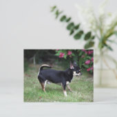 ショートヘアチワホアスタンディング ポストカード (スタンド正面)