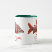 ショート・ノーズ・クラウン・テトラ マグカップ (中央)