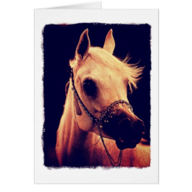 ショー・ハーターに登場するアラビア馬 (正面)