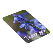 シラシベリカ（青いシジラ）の花 マグネット (右側)