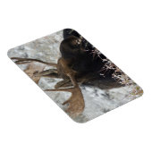 シラスブルムース マグネット (右側)