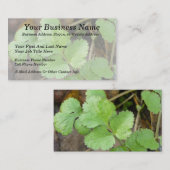 シラントロ 名刺 (正面/裏面)