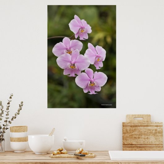 シラーリアナ ポスター (キッチン)