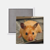 シリアのハムスターアップ冷蔵庫用マグネット マグネット (正面/裏面)