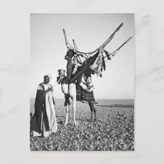 シリア,ベドウィンの男とラクダ ポストカード (正面)