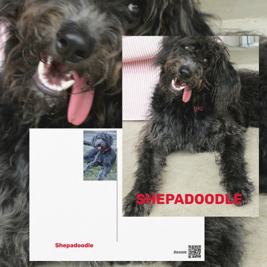 シリーなハッピーシェパードゥードル犬の種類 ポストカード