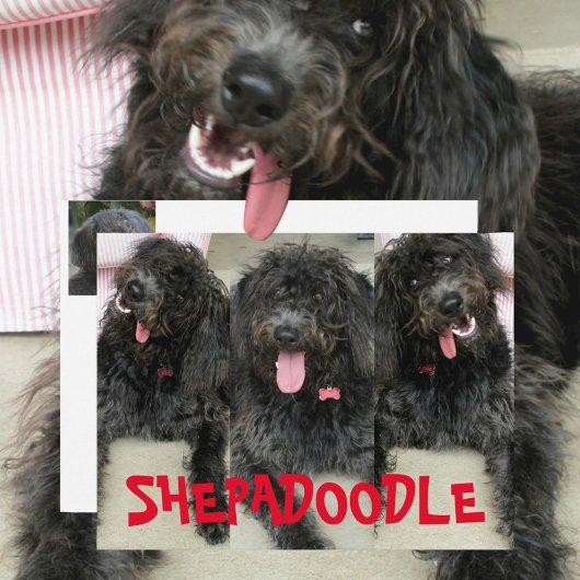 シリー シェパドゥードル 犬 ポストカード