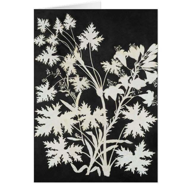 シルエットの花 (正面)