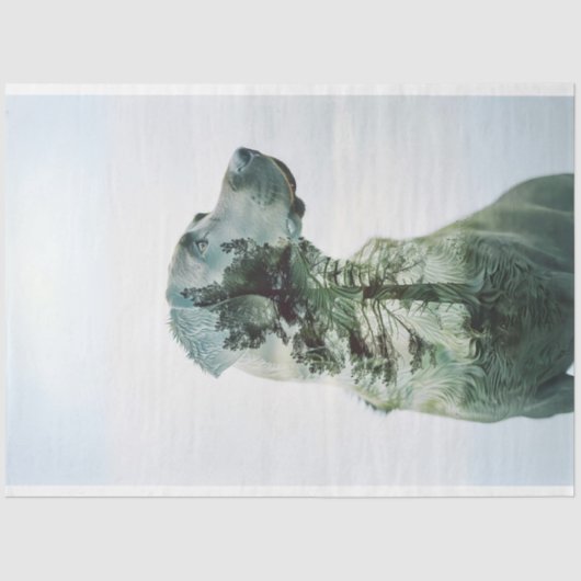 シルエットラボ露出フィルムの分離 薄葉紙 (正面)