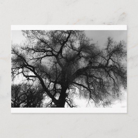 シルエット ポストカード (正面)