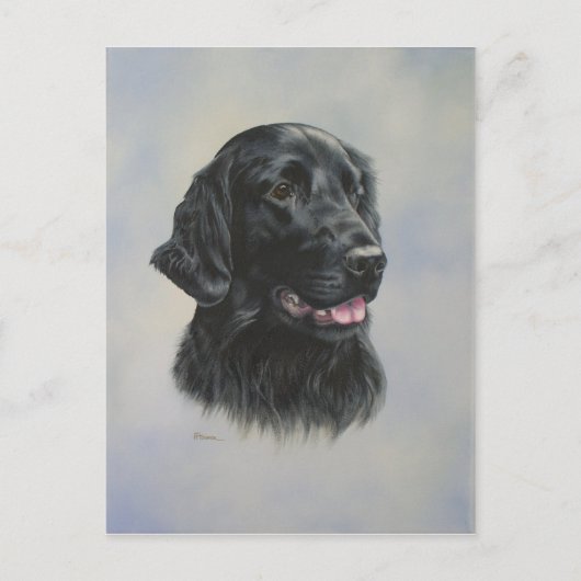 シルカ ポストカード (正面)