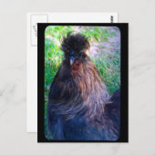 シルキーの鶏のフワフィ氏 ポストカード (正面/裏面)