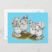 シルキーバンタムスプラッシュチキン ポストカード (正面/裏面)