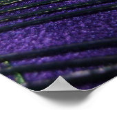 シルキーパープルピーコックフェザー ポスター (角)