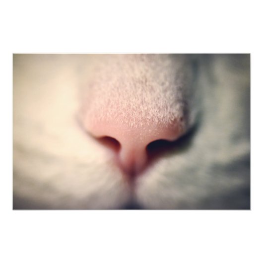 シルキーホワイト子猫 フォトプリント            (正面)