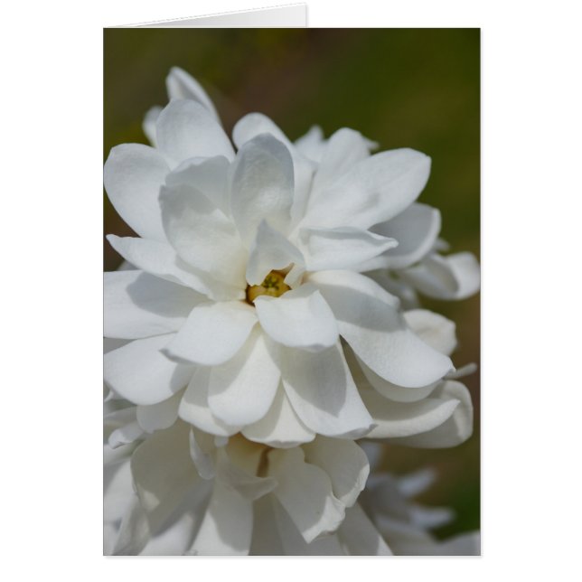 シルキーマグノリア (正面)