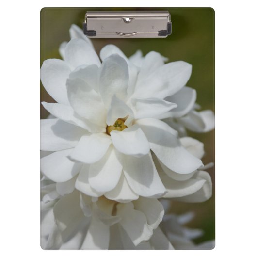 シルキーマグノリア クリップボード (正面)