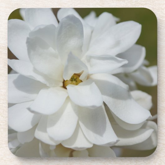 シルキーマグノリア コースター (正面)