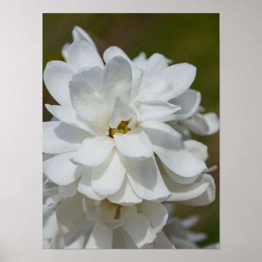 シルキーマグノリア ポスター (正面)