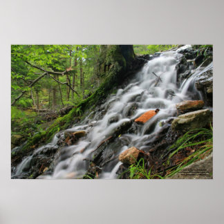シルキールーツフォレストカスケードポスター ポスター