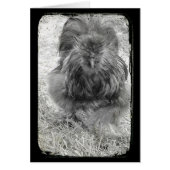 シルキー (正面)