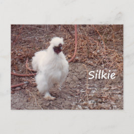 シルキー・バンタム・チキン・ポストカード ポストカード