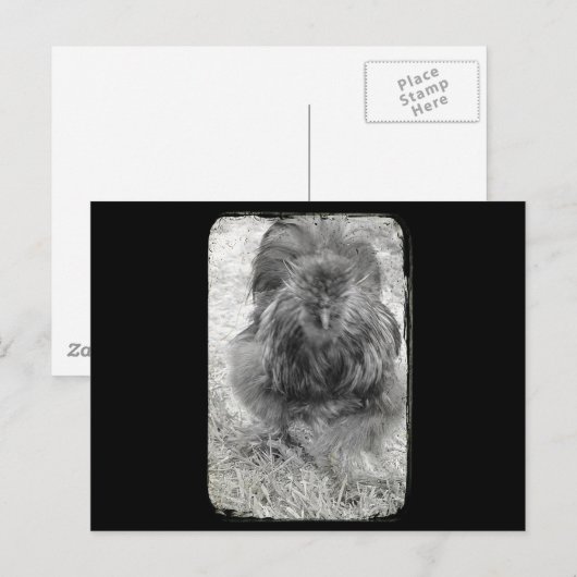 シルキー ポストカード (正面/裏面)