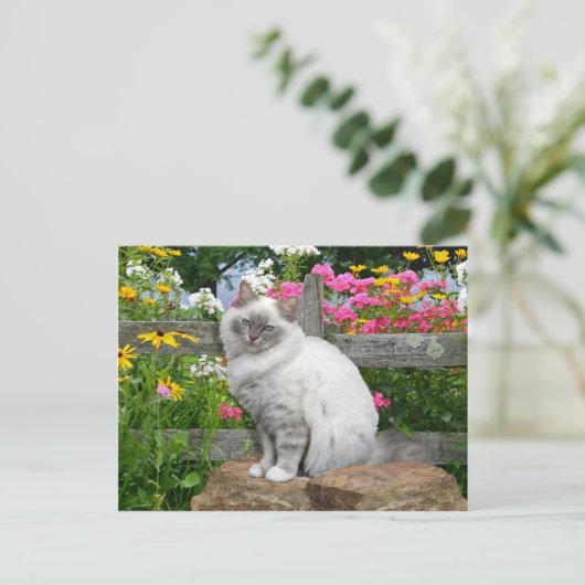 「シルキー」ポストカード ポストカード (スタンド正面)