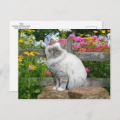 「シルキー」ポストカード ポストカード (正面/裏面)