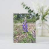 シルキー・ルピネ ポストカード (スタンド正面)