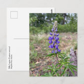 シルキー・ルピネ ポストカード (正面/裏面)