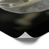 シルクオーキッド花の写真ポスター ポスター (角)