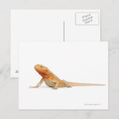 シルクバックスカレスひげドラゴン – Pogona ポストカード (正面/裏面)
