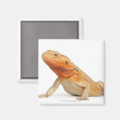 シルクバックスカレスひげドラゴン – Pogona マグネット (正面/裏面)