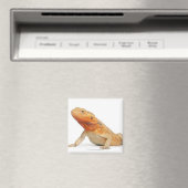 シルクバックスカレスひげドラゴン – Pogona マグネット (インサイチュ (食洗機))