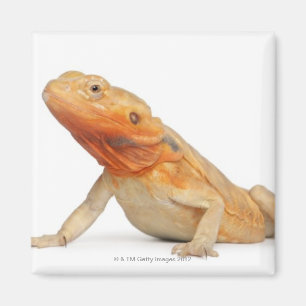 シルクバックスカレスひげドラゴン – Pogona マグネット