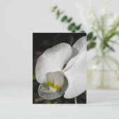 シルク – 白い蘭 – 葉書 ポストカード (スタンド正面)