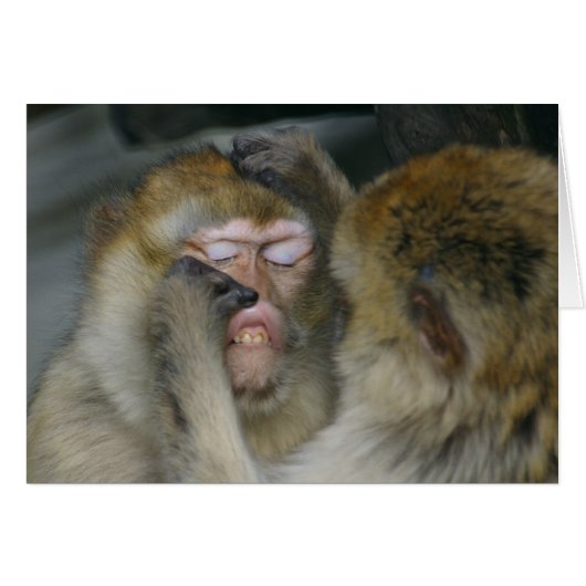 シルバニアヌス (正面横)