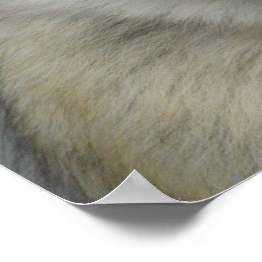 シルバニアヌス ポスター (角)