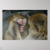 シルバニアヌス ポスター (正面)