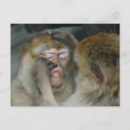 シルバニアヌス ポストカード (正面)