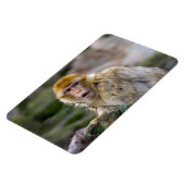 シルバニアヌス マグネット (左側)